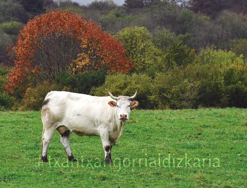 Baraibartik Iribasera ibilaldiko paisaia. Núñez