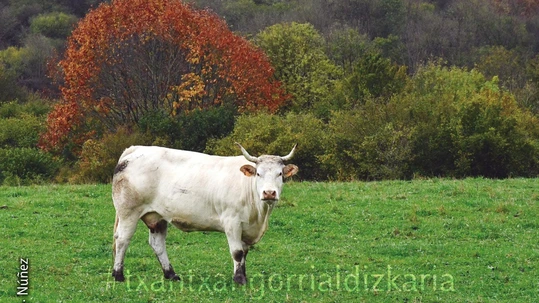 Baraibartik Iribasera, Aralarko atarian barrena Baraibartik Iribasera ibilaldiko paisaia. Núñez