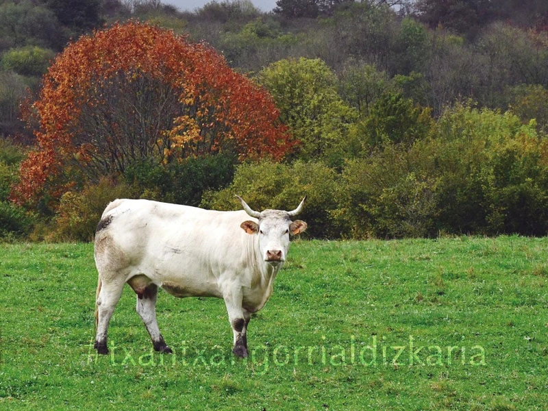 Baraibartik Iribasera ibilaldiko paisaia. Núñez