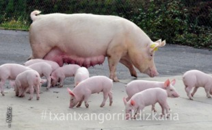 San Martin inguruan ospatzen zen txerriboda, negurako haragia izateko. Núñez