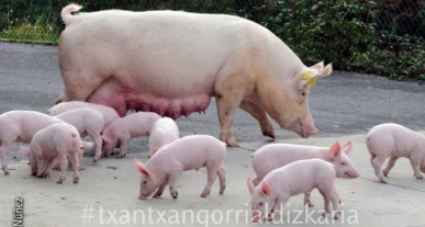 San Martin inguruan ospatzen zen txerriboda, negurako haragia izateko. Núñez