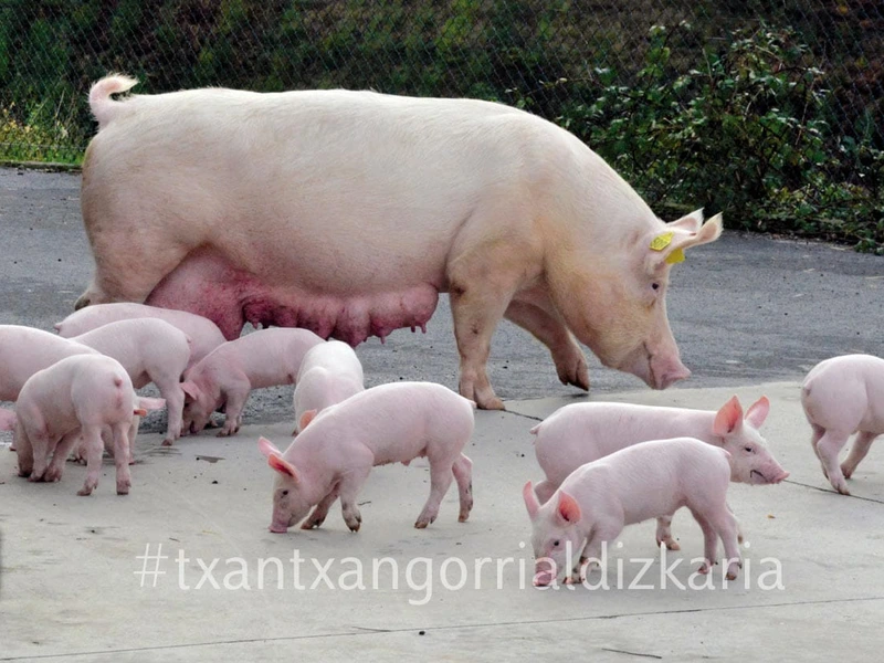 San Martin inguruan ospatzen zen txerriboda, negurako haragia izateko. Núñez