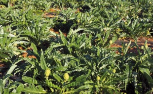 Neguko baratzako bitxiak.