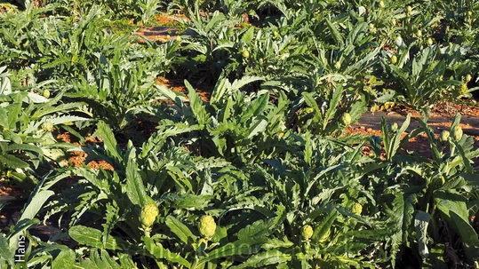 Neguko baratzeko bitxiak: kardua, borraja eta orburuak Neguko baratzako bitxiak.