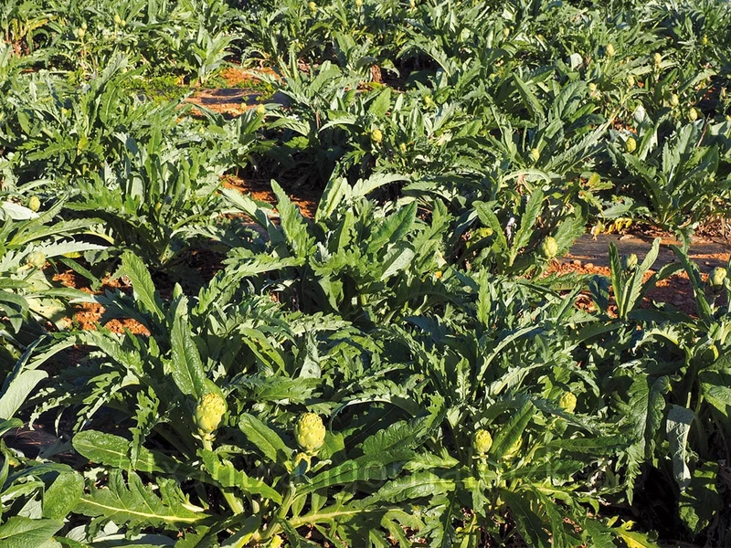 Neguko baratzako bitxiak.