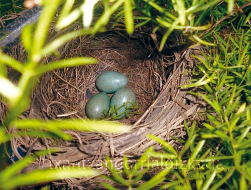 Hegaztiak eta beraien habiak. Mikel Olano