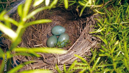 Hegaztiak eta beraien habiak Hegaztiak eta beraien habiak. Mikel Olano