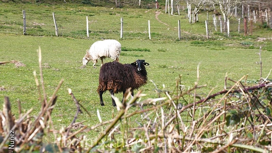 Berrobitik Beotibar aldera Ardiak Berrobin