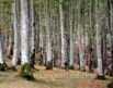 Gipuzkoako basoak