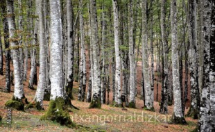 Gipuzkoako basoak