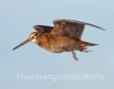 Becada en vuelo. Foto: Club de cazadores de Becadas