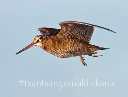 Becada en vuelo