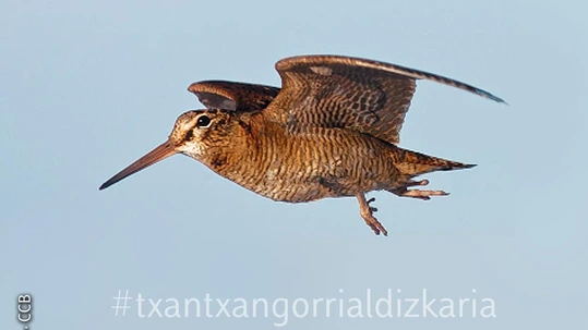 Cazadores con alma científica Becada en vuelo