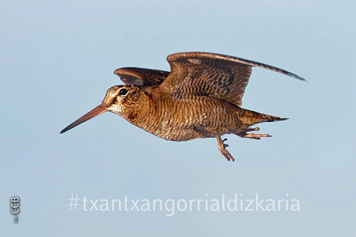 Becada en vuelo. Foto: Club de cazadores de Becadas