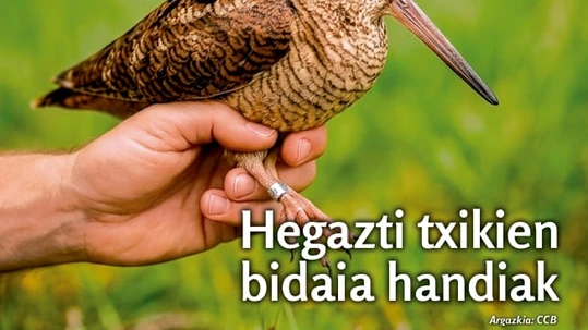 Txantxangorri 159. alea Txantxangorri 159. alea | Txantxangorri ejemplar 159