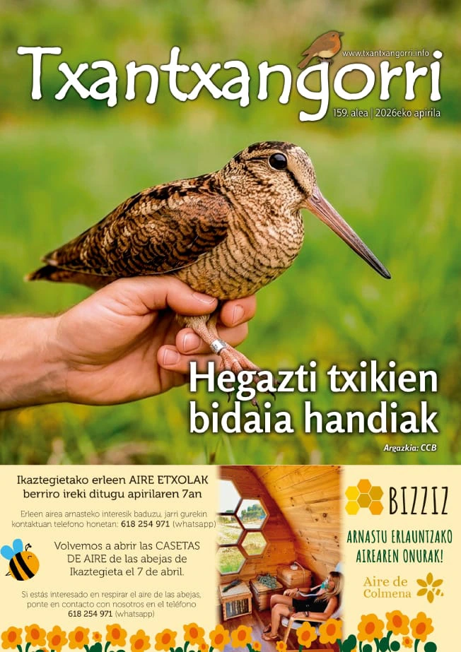 Txantxangorri 159. alea | Txantxangorri ejemplar 159